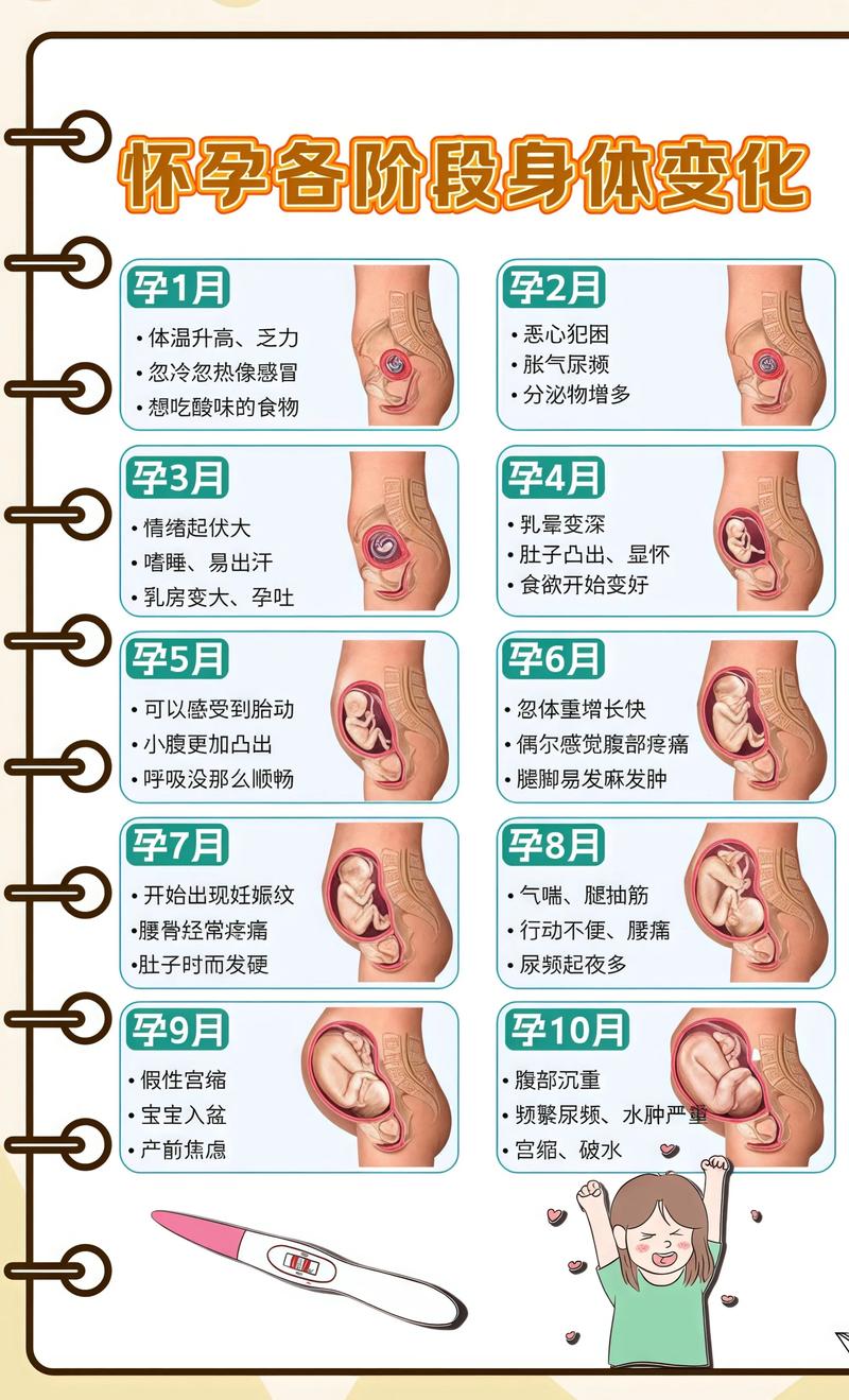 揭秘供卵代孕妈妈怀孕小腹分两节，孕期变化的奥秘广东代生机构: